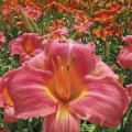 This All-American daylily winner is a large, showy salmon-pink variety with a rose halo.  It is a robust performer that produces loads of buds, blooming an average of 90 days per year.  It is easy to grow and does beautifully as a border, ground cover or container-grown specimen.