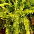 Each Tiger Fern frond resemble a tiger's stripes with different colors and different patterns of variegation. The colors will vary from dark green to lime green and golden yellow.  