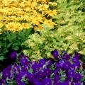 The foliage of Wild Lime coleus matches the yellow in the Prairie Sun rudbeckias and helps provide an opposite complementary color for the Easy Wave Blue petunias. 