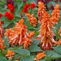 The Picante salmon salvia is part of a series that sends up multiple branches at a record pace. Salvias bloom from spring through frost, making this annual an exceptional buy. Its spiky texture is most welcome in a garden world dominated by round flowers. 