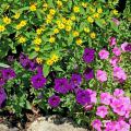 The melampodium produces small, brightly colored, daisy-like flowers from spring through frost. These yellow-gold blossoms allow them to partner wonderfully with pink and blue-violet to purple petunias.  