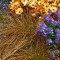 Toffee Twist carex, commonly called copper sedge, adds an interesting color and texture to full- and part-sun gardens. It partners well with yellow and blue flowers. 