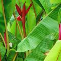 The African Red banana forms a big clump, and all the shoots seem to bloom in unison, making it an incredible sight. The petioles, or leaf stems, have a reddish tinge to them, and it may be the prettiest blooming banana for the entire state.