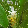 This ginger, known as Emperor, will royally impress viewers with its creamy yellow variegation on the margins of dark green leaves. The blooms, or bracts, look like porcelain. The petals gradually drop on the older portion of the bloom until yellow cups remain.