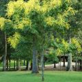 The goldenrain tree fits nicely in urban landscapes. They are small, reaching 20 to 40 feet in height, and they erupt into long 12- to 15-inch sprays of yellow blossoms. They are drought tolerant once established in the landscape with little-to-no insect or disease threats.