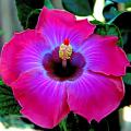 9 a.m. -- Rum Runner hibiscus starts out the morning with varying shades of magenta on the outside. As colors progress inward, they become lavenders, a starburst-like splash of iridescent blue and then a dark burgundy eye in the center.
