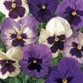 The Ocean Breeze pansy mix is made up of various shades of blue, lavender and white. Like the Coastal Sunrise mix, these pansies are in the popular new Matrix series.