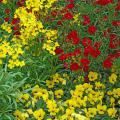 Many flowers make great companion plantings with pansies. Here, Citrona Yellow erysimum and Dynasty Red dianthus combine beautifully with Baby Face Yellow Sorbet viola, which is like a miniature pansy.