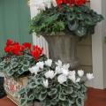 Long before the poinsettia became the holiday plant of choice, the cyclamen was on the throne. Cyclamen, such as these red and white varieties, prefer temperatures of 40 to 45 degrees, making them ideal fall and winter plantings in outdoor pots that once housed summer plants. 