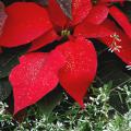A red poinsettia placed in a container with the white-flowered Diamond Frost gives the impression of the red poinsettia sitting on a bed of new-fallen snow.
