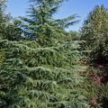 The deodar cedar is a large, stately conifer that makes a big impact in winter landscapes with its evergreen color. Lower branches bend gracefully downward and up again, and are covered in needle-like, silvery blue-green leaves about two inches long.  Deodars grow into handsome specimen trees. 
