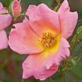 Rainbow Knock Out is a compact landscape shrub rose that produces abundant single-form flowers throughout the growing season. The delicate, five-petaled flowers are a deep coral-pink color with a yellow center finishing nicely to light coral.