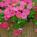 The Wave petunias will be popular again in 2007, including this Easy Wave Coral Reef. The color coral on this petunia is rich and saturated.