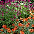 Profusion Deep Apricot zinnias shine brightly under the tall purple flowers of the All Around Gomphrena.