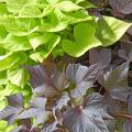 These two ornamental sweet potatoes are perfect companions in the home landscape. The heart-shaped, lime-green leaves of Sweet Caroline Sweetheart shine brightly beside the purplish-black, almost maple-leaf shapes of this year's new selection called Bewitched.