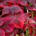 Coleus, such as these Mariposa and Florida City Altoona varieties, are some of the most versatile plants around. 