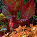 A single color can make impressive displays, even when flowers are not involved. The foliage of these Tropicanna canna and Rustic Orange coleus combines hot colors for a tropical-looking display all summer. 