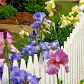 The bearded iris is a sight to behold because of the size and shape of the bloom as well as the deeply saturated colors. These spring blooms provide a colorful touch to this white picket fence. 