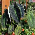 Achieve the tropical look in the garden with Imperial Taro. This cold-hardy elephant ear is thriving in a mixed-container setting, but it also will grow well in landscapes with other tropical plants such as cannas, gingers and bananas.