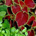 Chocolate Mint is a new coleus that is making its debut this year. Its leaves are a dark mahogany with dark lime-green edges.  It offers incredible beauty and versatility when it comes to picking plant partners. 