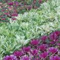 Flowering kale and cabbage are wonderful winter options. Try planting bold drifts of one color adjacent to a drift of another or a drift of pansies.