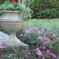 Encore azaleas will provide spring-like blooms even as the Christmas holidays approach.  