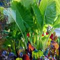 Bright Lights Swiss chard are attractive with colorful stems and leaves that are yellow, orange, pink violet, burgundy and red. The glossy leaves from these plants under giant taro elephant ears glow when backlit by the sun.
