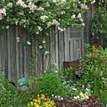 Climbing plants add a vertical dimension to the landscape. A New Dawn climbing rose was trained to grow up this cottage-style garden shed.