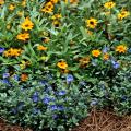 Blue Daze, a selection of Evolvulus glomeratus, can provide blue color throughout the hottest summer until the first frost. They work well planted toward the front of the border in this garden and used with other tough-as-nails flowers like the Profusion Fire zinnia. (Photo by Norman Winter)