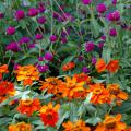 The All Around Purple gomphrena is a real trooper, reaching 24 inches tall and wide and blooming all summer in the South's intense heat and humidity. It is also quite attractive with orange flowers like the Profusion Fire zinnia. (Photo by Norman Winter)