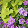 This Sky Blue Surfinia petunia partners well with a Desana Lime sweet potato. Together they will fill and spill over this container's sides all summer long. (Photos by Norman Winter)