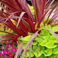 The Electric Pink cordyline is the thriller plant in this mixed container combined with the cascading, lime-green foliage of the Sweet Caroline Sweetheart ornamental sweet potato. (Photo by Norman Winter)