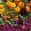 This cool season container has Citrona orange in fiery contrast with the purple from Matrix pansies and alyssum. Sorbet Sunny Royale viola either harmonizes or contrasts with every other plant in the container. Easter Bonnet alyssum softly tumbles over the rim. (Photo by Norman Winter)