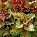 The Indian Summer coleus is like a kaleidoscope of ever-changing red, orange, rust, cream and green that seems to change color patterns from morning to afternoon. (Photo by Norman Winter)