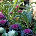 Gardeners who like edible landscapes should put cardoon at the top of their lists. Here, edible cardoon is planted with flowering kale, which often is used as a garnish. (Photo by Norman Winter)