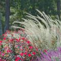 Lindheimer's muhly grass has a blue-gray-green color and fine leaf texture. Here it is partnered with Knock Out roses and Kathy Ann Brown Mexican bush sage for a fabulous fall display. (Photo by Norman Winter)