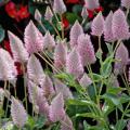 Joey is a hot, new plant from Australia that is coming this spring. Its 4-inch-long flowers have an iridescent sheen of neon pink and silver that are bottle brush-like with a little tilt at the top that hints at a feather. (Photo by Norman Winter)