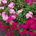These two phlox, Astoria Hot Pink and Astoria Pink, complement each other in the landscape. (Photos by Norman Winter)