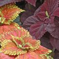 Kong Salmon Pink coleus partners well with Dark Chocolate coleus. Despite the deep, dark chocolate color, these plants grab your attention in shady locations.