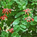 The native coral honeysuckle is a fiery red to orange with yellow on the inside. The trumpet-shaped blossoms are a treat to ruby-throated hummingbirds and butterflies, and the flowers give way to fruit relished by birds such as the cardinal and purple finch. (Photo by Norman Winter)