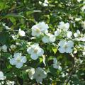 The English dogwood's blooms are produced by the hundreds along arching stems, forming a beautiful, fountain-like appearance. (Photo by Norman Winter)