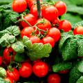 The Scarlet Sweet 'n' Neat tomato plant fits in a 6-inch container and produces sometimes as many as 40 or more cherry-sized tomatoes.
