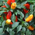 Sweet Pickle pepper has 2-inch-long fruit that resembles the big and bold old-fashioned Christmas tree lights. Its fruit is sweet rather than hot, and the plant loads up with a bounty of red, orange, yellow and purple fruit all at one time.