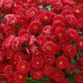 Belgian mums come in early-, mid- and late-season varieties, so with planning, you can have mums blooming all fall. These Pobo Red mums are beautiful in the fall and will return faithfully in the spring. (Photos by Norman Winter)