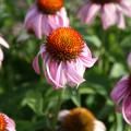 Purple coneflowers are native plants that look great in the prairie as well as in formal designs. Coneflowers such as this Bright Star are perfect plants for the garden.
