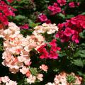 Verbena flowers are displayed in terminal clusters and held above richly green, toothed foliage. (Photo by Gary Bachman)