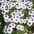 This 21st Century Blue Star phlox is easy to grow and results in full, mounded plants. Strong flower production lasts from spring until frost, and the plant can tolerate summer heat well. 