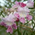 The showy, pink to pale violet, trumpet-shaped flowers of the desert willow bloom for weeks in the summer. This small tree is native to the Southwest but could be grown in Mississippi if it is not overwatered.