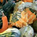 These multicolored, textured Autumn Wings gourds make perfect fall decorations. Gourds come in amazing varieties and will display well all season.