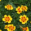Disco Marietta is a single-flowered marigold that has yellow-orange petals featuring deep mahogany red splotches that look like paint brush strokes at the base of the flower.